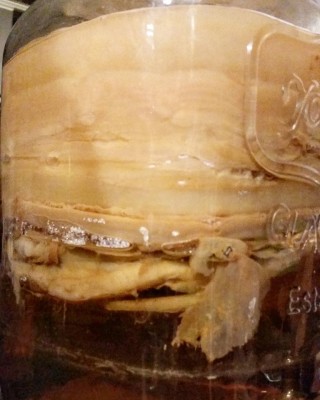 SCOBY