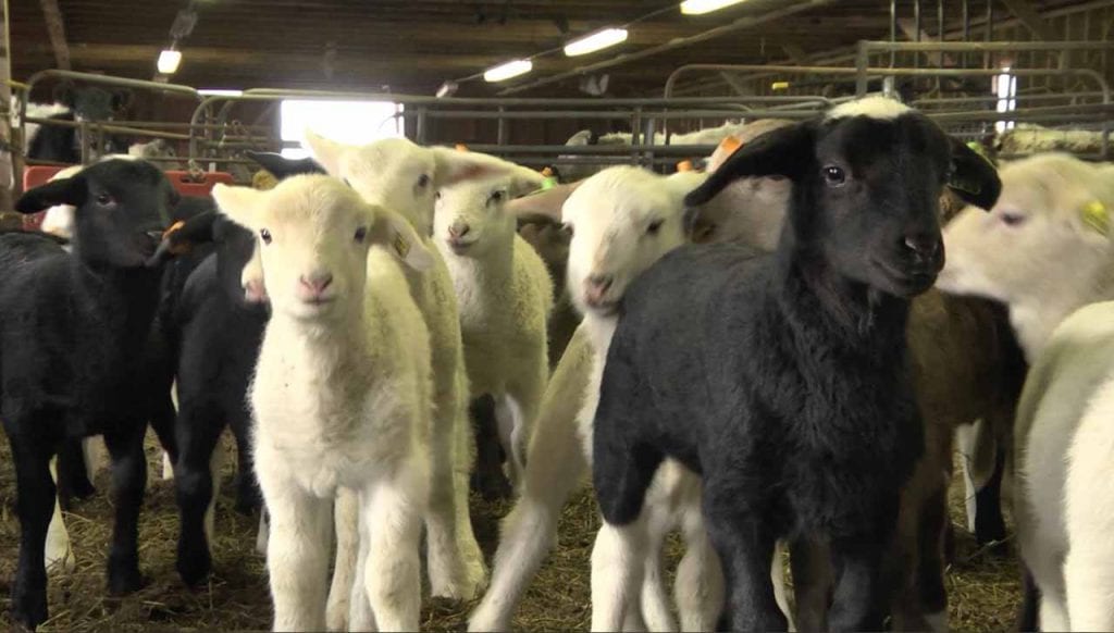 Farm Institute Sheep Sheepapalooza Katama What To Do in May On Martha's Vineyard