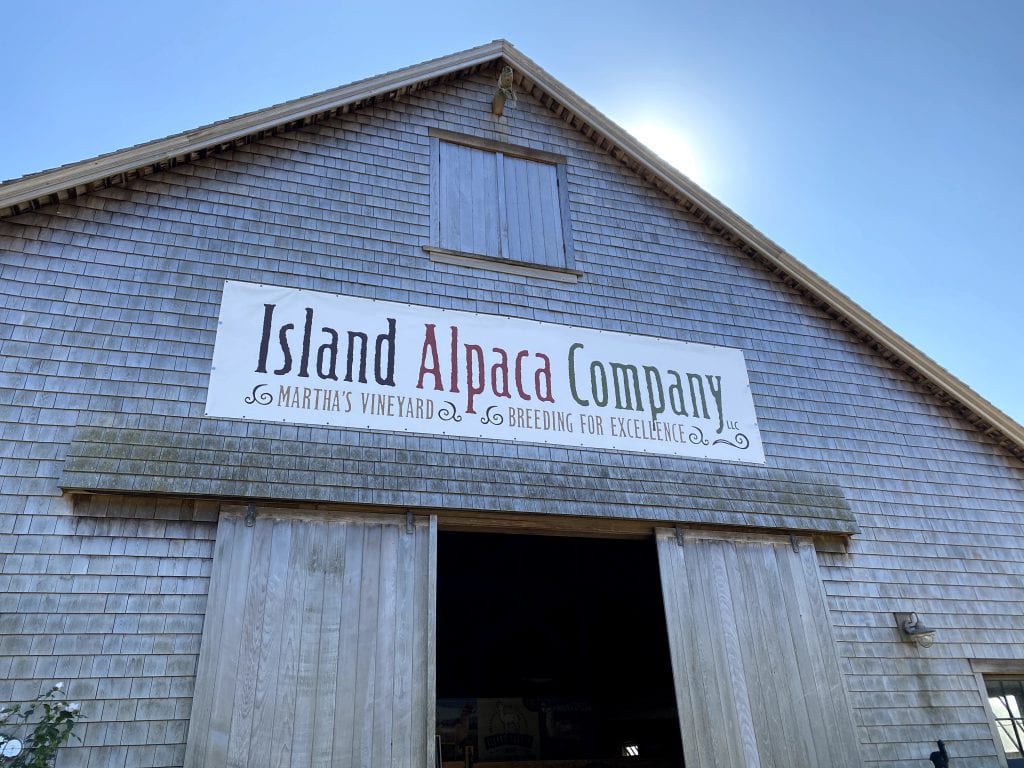 Martha’s Vineyard Bucket List: Discovering Island Alpaca Open Year Round