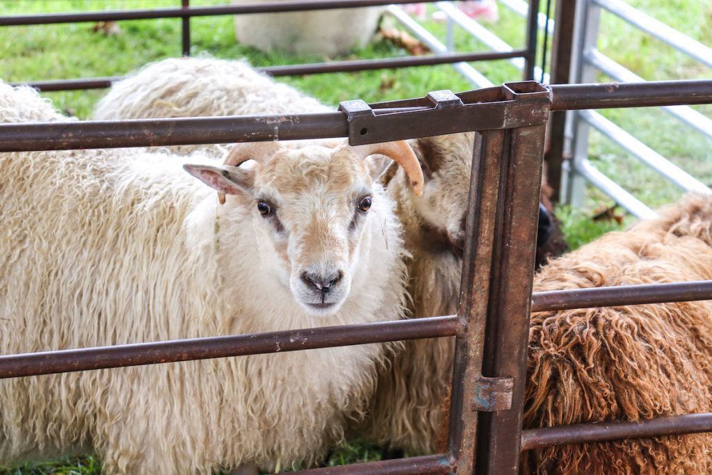 Insider’s Guide to the Martha’s Vineyard Agricultural Fair 2024 Meet The Animals And Livestock Of the Fair