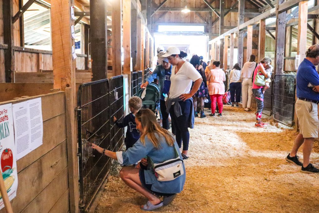 How to Have the Perfect August on Martha's Vineyard Martha's Vineyard Agricultural Fair West Tisbury