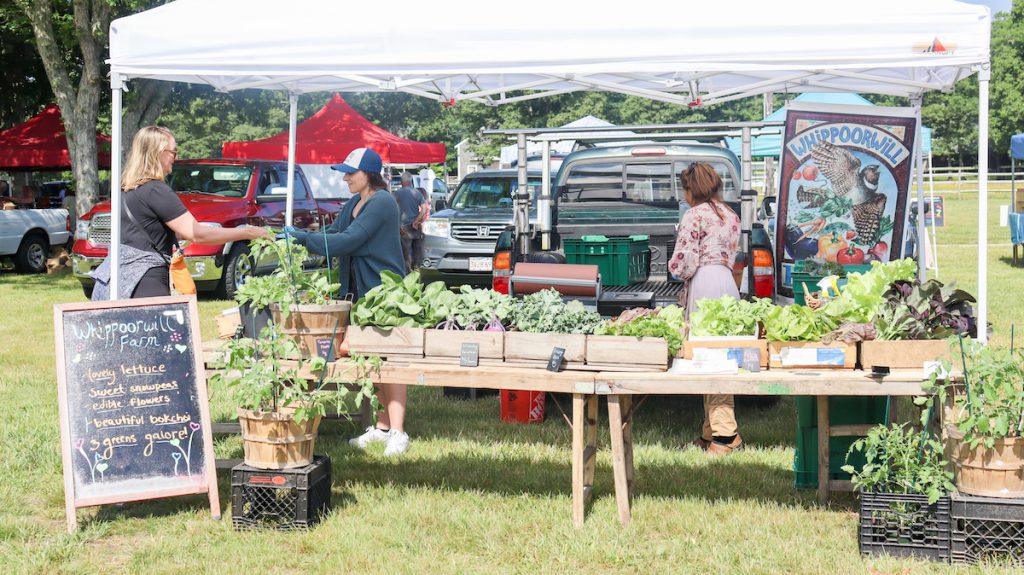 Experience Fall Festivals on Martha's Vineyard: A Calendar of Must-Attend Events West Tisbury FArmers' Market