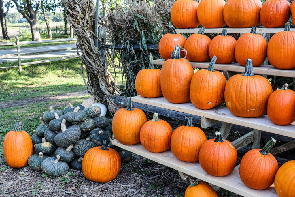 Experience Fall Festivals on Martha's Vineyard: A Calendar of Must-Attend Events Morning Glory Farm Pumpkins Edgartown