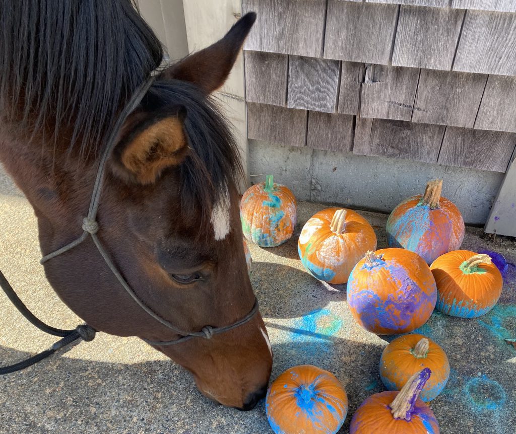 Experience Fall Festivals on Martha's Vineyard: A Calendar of Must-Attend Events Ponies And Pumpkins Misty Meadow Equine Learning Center West Tisbury